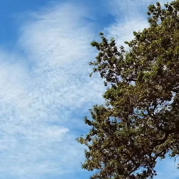 WerteZukunftsBaum Entscheidungsarchitektur